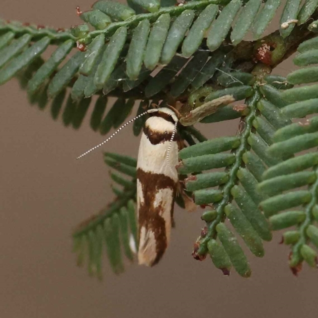 Macrobathra - provisional species 1