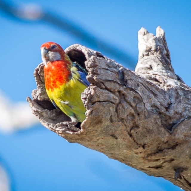 Photographic Competition - best habitat image