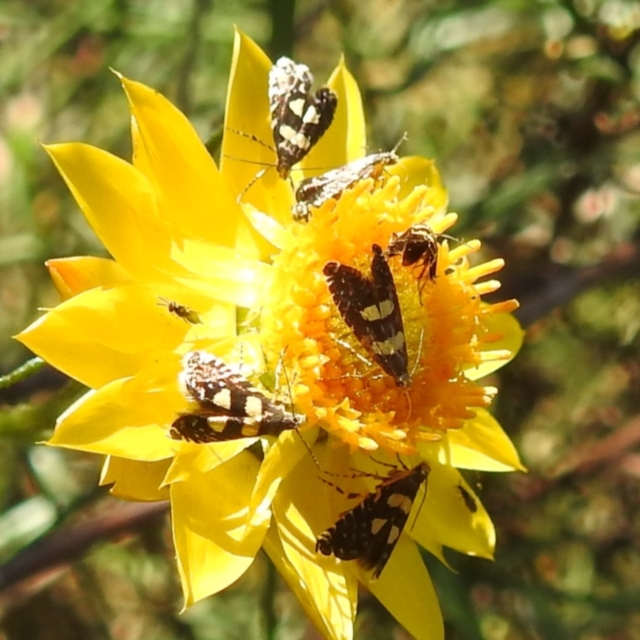 Monitoring Pollinators Survey - Black Mountain Peninsula