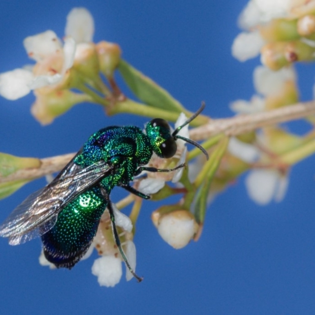 Cuckoo Wasps (Chrysididae family)