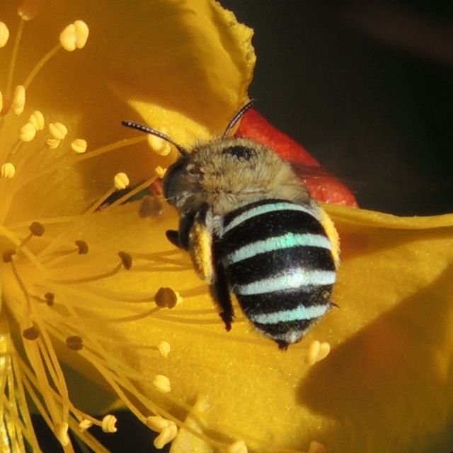 Native Bees of Canberra Home Gardens, a research project.