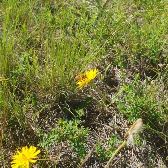 Pollinator Survey - Dawn Crescent Grassland - 2024-02-09