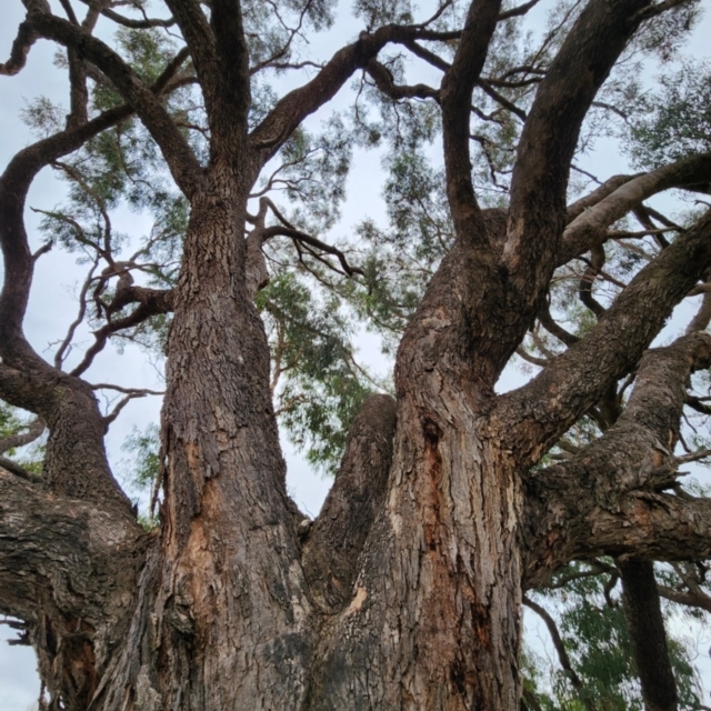 Big Eucalypts of Canberra & Southern Tablelands