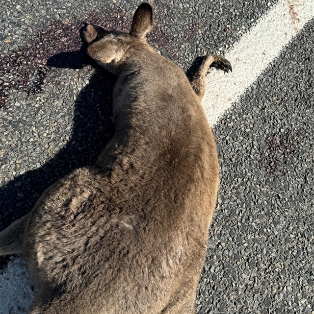 Road kill