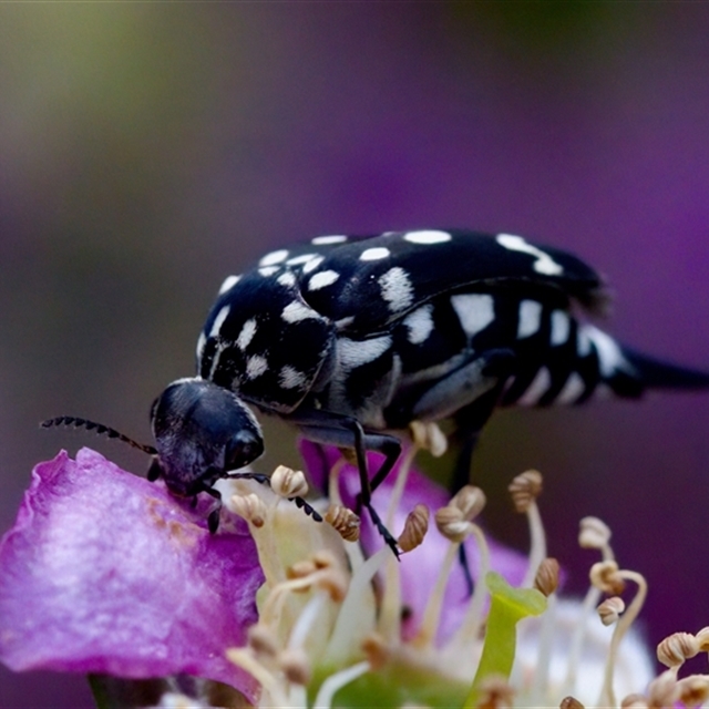 Species on one Leptospermum tree