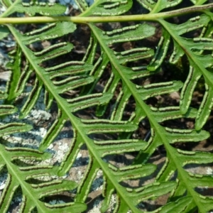 Pteris tremula at Point 5439 - 30 May 2014 02:39 PM