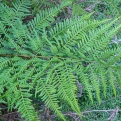 Pteris tremula (Tender Brake) at Acton, ACT - 30 May 2014 by RWPurdie