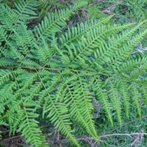 Pteris tremula at Acton, ACT - 30 May 2014 02:36 PM