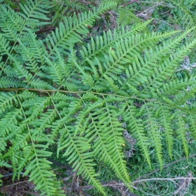 Pteris tremula (Tender Brake) at Acton, ACT - 30 May 2014 by RWPurdie