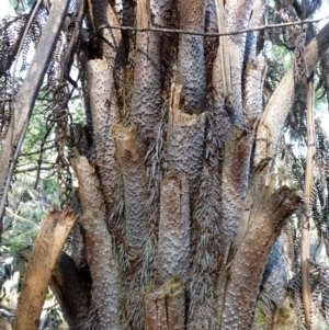 Cyathea australis subsp. australis at Acton, ACT - suppressed