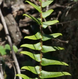 Pellaea calidirupium at Hackett, ACT - 7 Jun 2014 01:30 PM