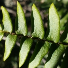 Pellaea calidirupium at Hackett, ACT - 7 Jun 2014 01:30 PM