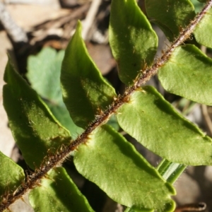 Pellaea calidirupium at Hackett, ACT - 7 Jun 2014 01:30 PM