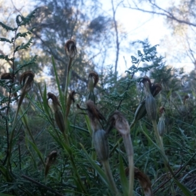Diplodium ampliatum (Large Autumn Greenhood) - 1 Jan 1900 by AaronClausen