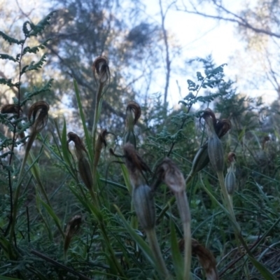 Diplodium ampliatum (Large Autumn Greenhood) at Hackett, ACT - 7 Jun 2014 by AaronClausen