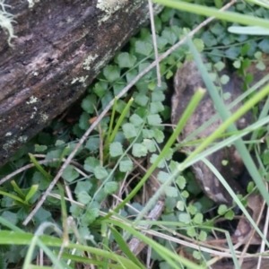 Asplenium flabellifolium at Hackett, ACT - 7 Jun 2014