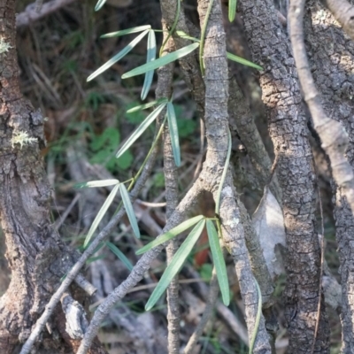 Glycine clandestina (Twining Glycine) at Hackett, ACT - 7 Jun 2014 by AaronClausen