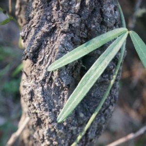 Glycine clandestina at Hackett, ACT - 7 Jun 2014