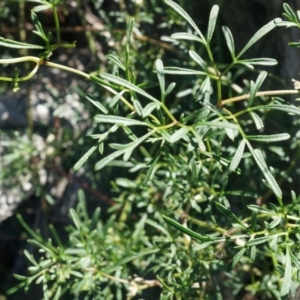 Clematis leptophylla at Hackett, ACT - 7 Jun 2014