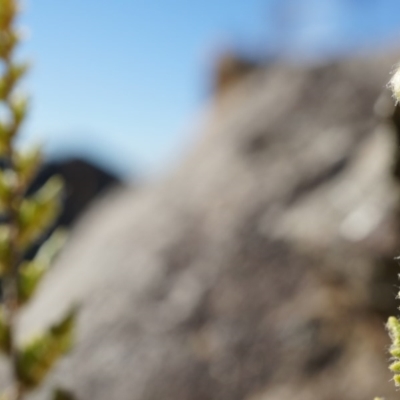 Cheilanthes distans (Bristly Cloak Fern) at Belconnen, ACT - 8 Jun 2014 by AaronClausen