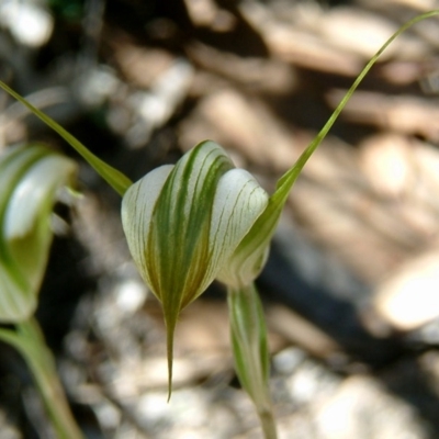 Diplodium ampliatum (Large Autumn Greenhood) at Farrer Ridge - 2 Mar 2010 by julielindner