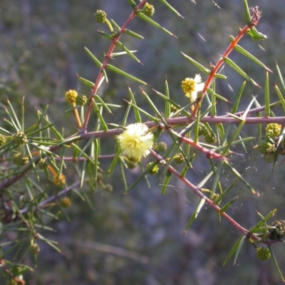 Acacia ulicifolia (Prickly Moses) at Canberra Central, ACT - 7 Jun 2014 by waltraud