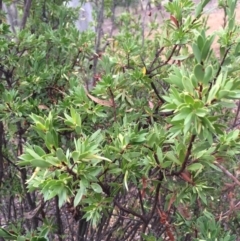 Styphelia triflora (Five-corners) at Mount Majura - 26 Feb 2014 by AaronClausen