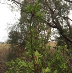 Styphelia triflora at Majura, ACT - 26 Feb 2014