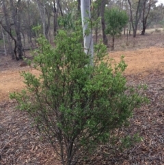 Styphelia triflora at Majura, ACT - 26 Feb 2014