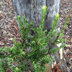 Styphelia triflora at Majura, ACT - 26 Feb 2014 06:13 PM