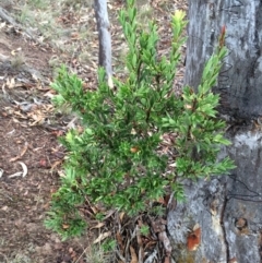 Styphelia triflora at Majura, ACT - 26 Feb 2014 06:13 PM