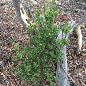 Styphelia triflora at Majura, ACT - 26 Feb 2014 06:11 PM