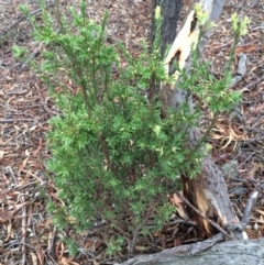 Styphelia triflora at Majura, ACT - 26 Feb 2014