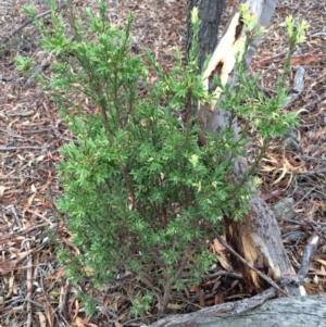 Styphelia triflora at Majura, ACT - 26 Feb 2014 06:11 PM