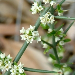 Discaria pubescens (Australian Anchor Plant) at Stromlo, ACT - 11 Jun 2014 by julielindner