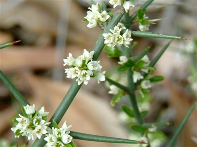 Discaria pubescens (Australian Anchor Plant) at Stromlo, ACT - 11 Jun 2014 by julielindner