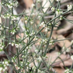 Discaria pubescens at Stromlo, ACT - 11 Jun 2014