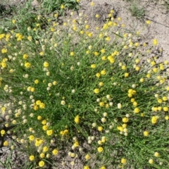 Calotis lappulacea (Yellow Burr Daisy) at Farrer Ridge - 19 Mar 2010 by julielindner