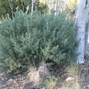 Persoonia rigida at Wanniassa Hill - 15 Jun 2014