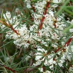 Hakea decurrens subsp. decurrens (Bushy Needlewood) at Fadden, ACT - 14 Jun 2014 by julielindner