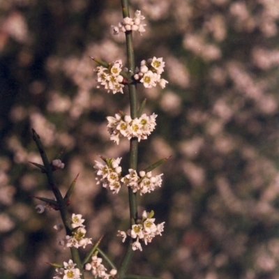 Discaria pubescens (Australian Anchor Plant) at Point Hut to Tharwa - 15 Oct 2004 by michaelb