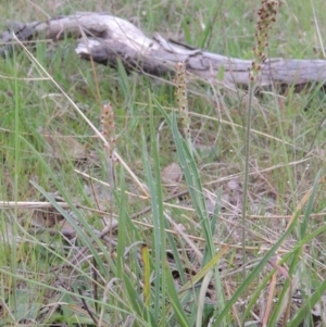 Plantago gaudichaudii at Paddys River, ACT - 8 Oct 2013