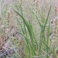 Plantago gaudichaudii at Paddys River, ACT - 8 Oct 2013