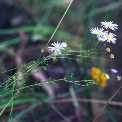 Brachyscome rigidula (Hairy Cut-leaf Daisy) at Conder, ACT - 17 Jan 2001 by MichaelBedingfield