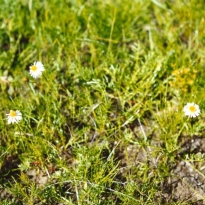 Calotis anthemoides at Conder, ACT - 2 Nov 1999