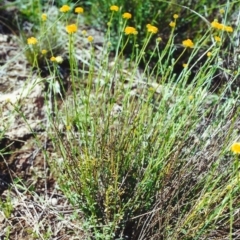 Calotis lappulacea (Yellow Burr Daisy) at Calwell, ACT - 3 Nov 2000 by MichaelBedingfield