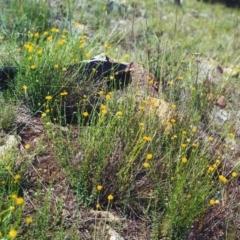 Calotis lappulacea at Calwell, ACT - 3 Nov 2000