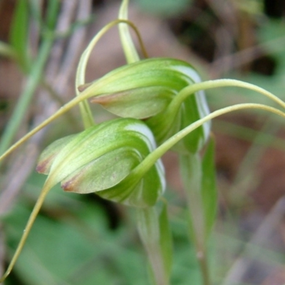 Diplodium laxum (Antelope greenhood) at Farrer Ridge - 30 Mar 2014 by julielindner