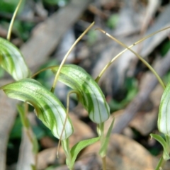 Diplodium laxum at Farrer Ridge - suppressed