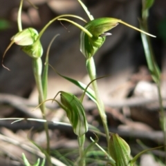 Diplodium laxum at Farrer Ridge - suppressed